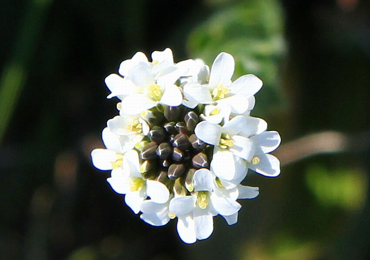 Arabis sagittata / Arabetta saettata